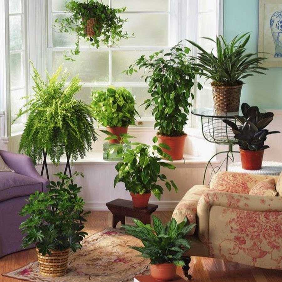 Топ-12 лучших комнатных растений – рейтинг 2021 года