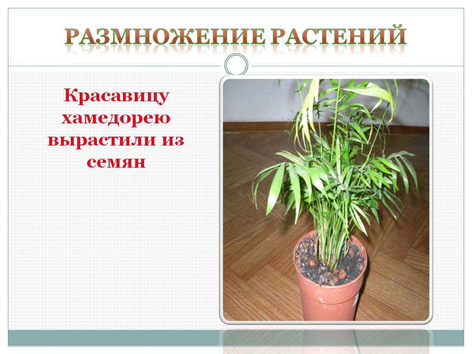 Растение хамедорея: что за цветок, как выращивать, приметы, уход в домашних условиях