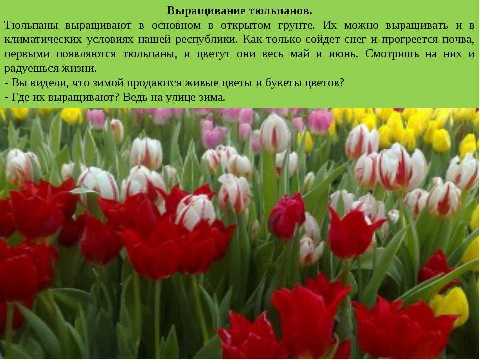 Сколько растут цветы тюльпаны. Выращивание тюльпанов. Описание тюльпана. Тюльпаны растут. Вырастить тюльпаны.