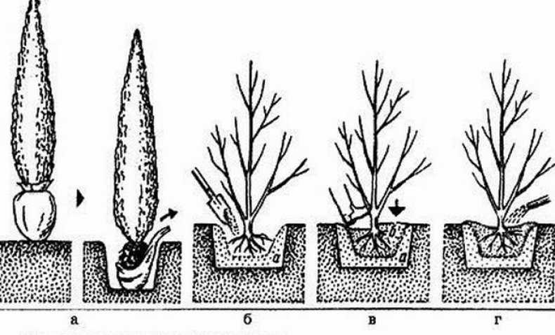 Ель в дизайне сада: какую выбрать и как правильно посадить