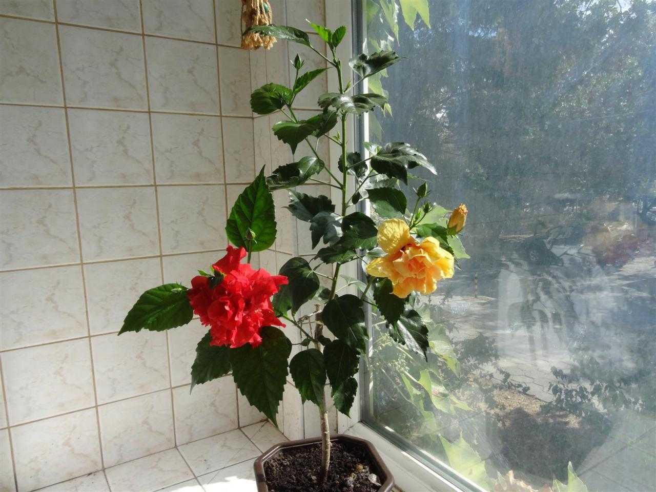 Гибискус — китайская роза