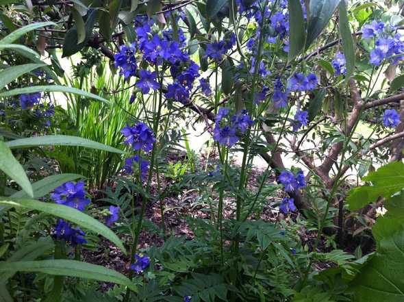 Синюха голубая, посадка и уход. выращивание синюхи голубой - посадка и уход, фото