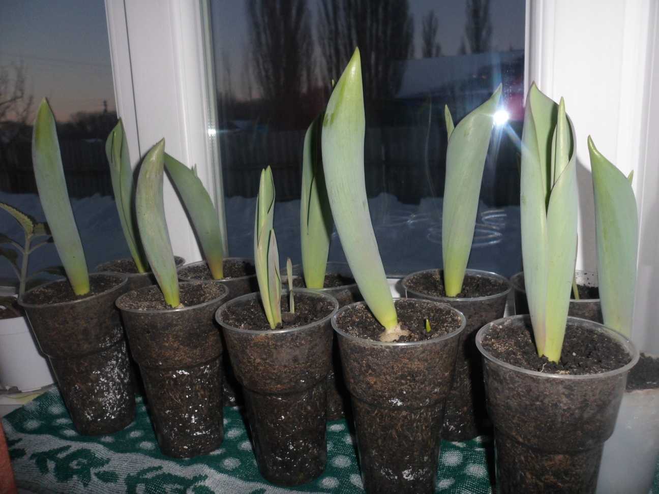 Выгонка тюльпанов к 8 марта: подготовка луковиц, технология выращивания