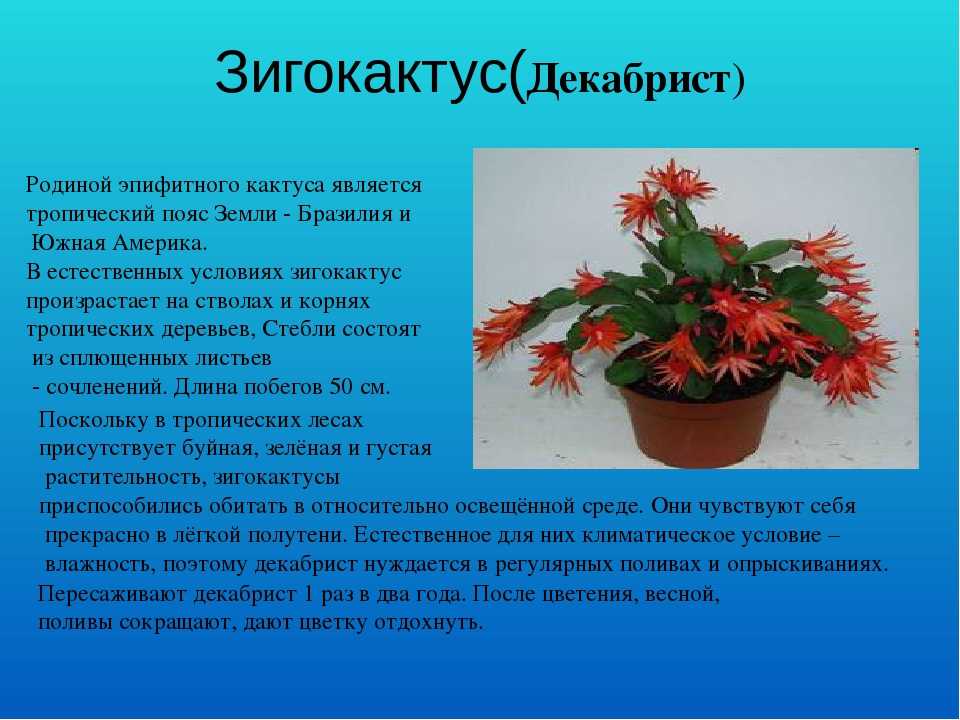 Растение кактус: уход в домашних условиях, виды, разновидности, полив и пересадка