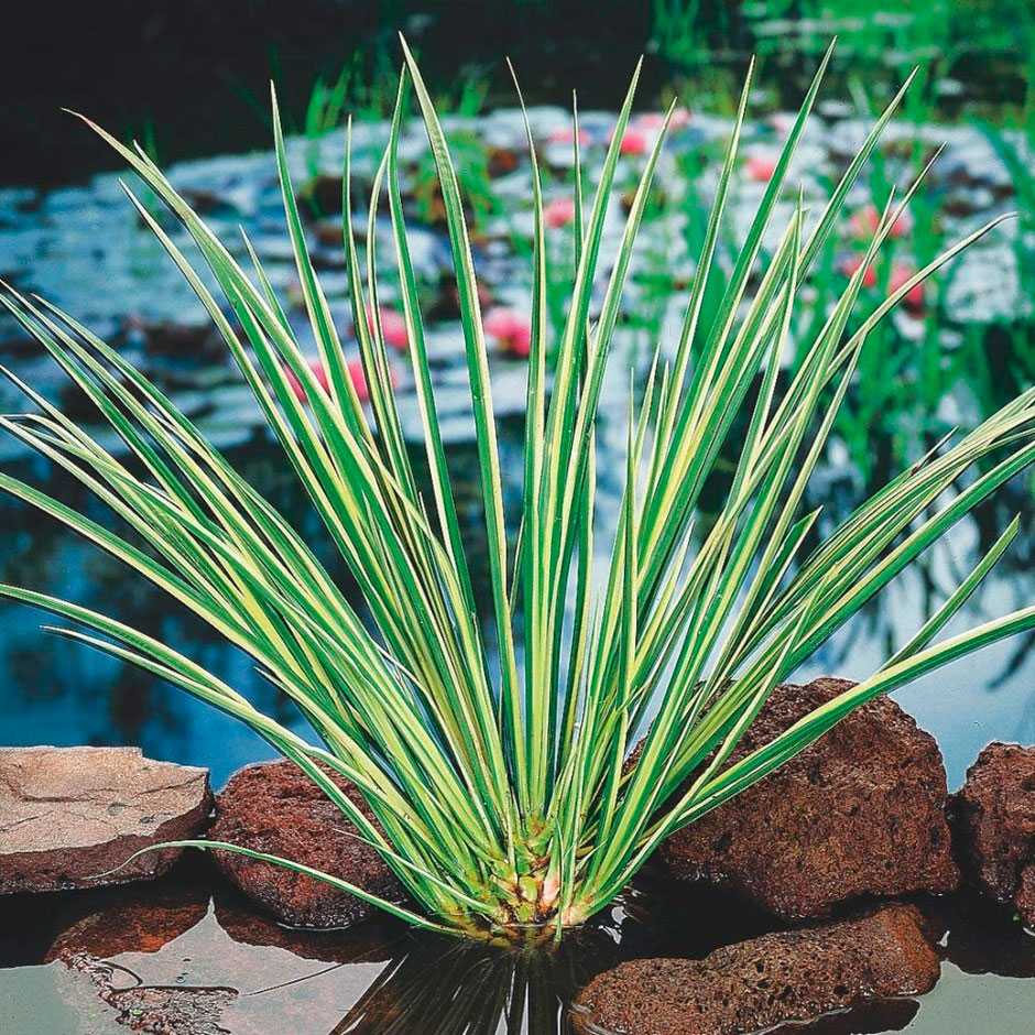Аир злаковидный (acorus gramineus) — описание, выращивание, фото