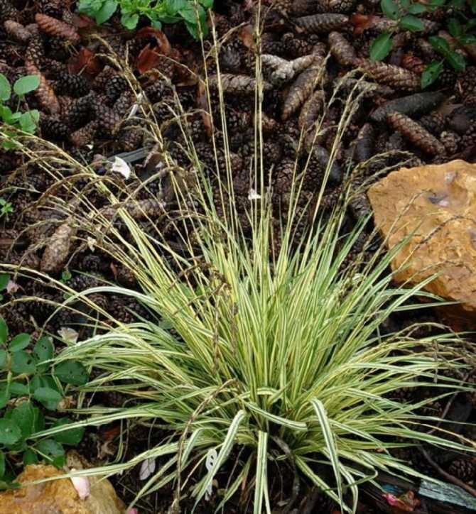 Carex muricata l.описание таксона