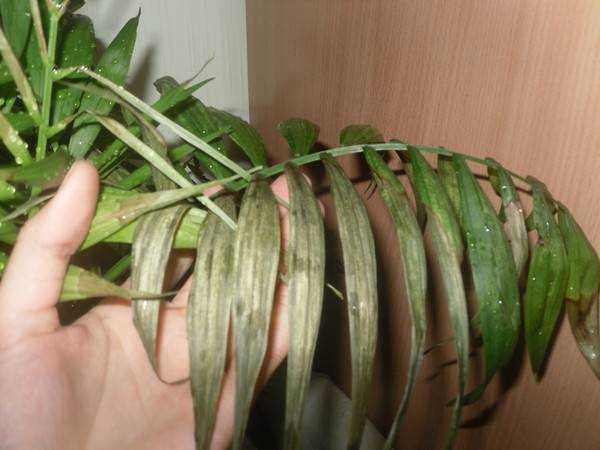 Хризалидокарпус – милая веерная пальма. как ее нужно пересаживать, поливать и защищать от болезней