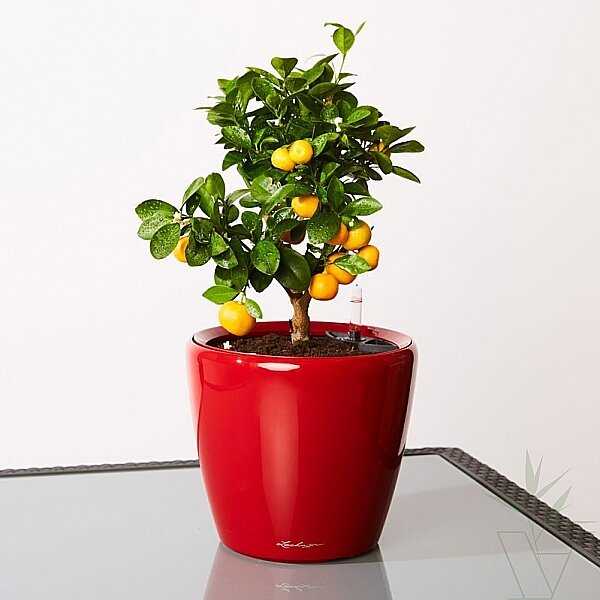 Лимонное дерево — выращивание, уход в домашних условиях, фото видов