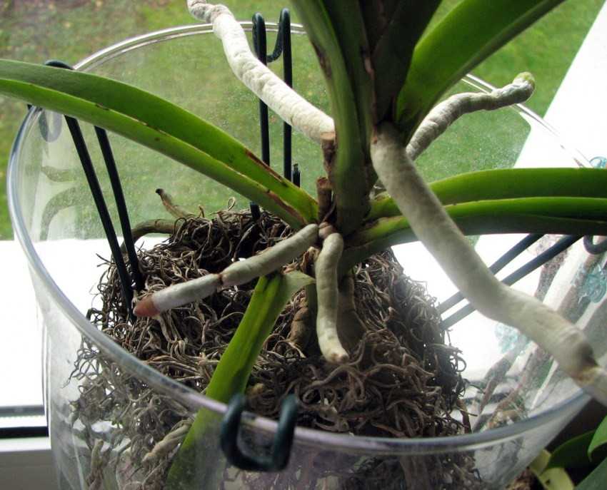 Ванда: уход за орхидеей в домашних условиях