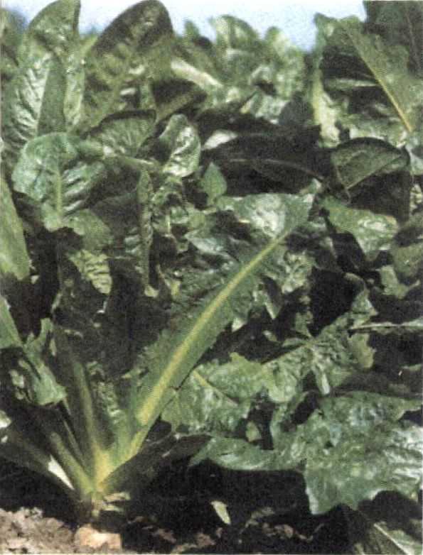 Салат цикорный выращивание из семян посадка в грунт и выгонка уборка и хранение лучшие сорта