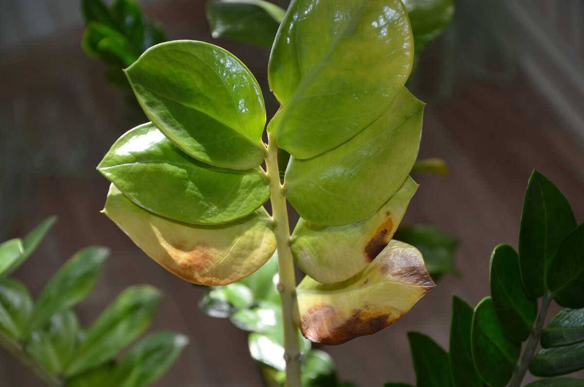 Почему у домашнего замиокулькаса сохнут листья или стебель? основные причины и способы устранения проблем