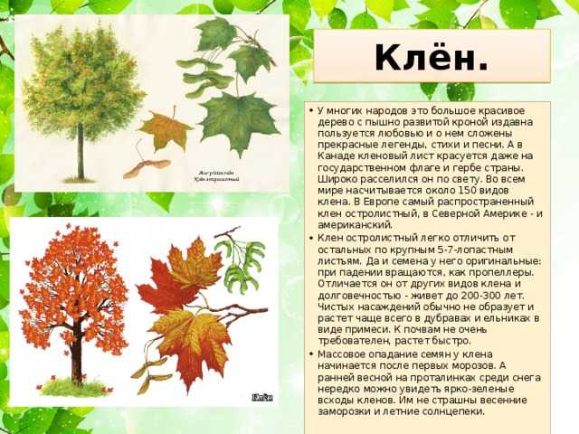 Клен: фото дерева, листьев, описание и характеристика | строительство. деревянные и др. материалы