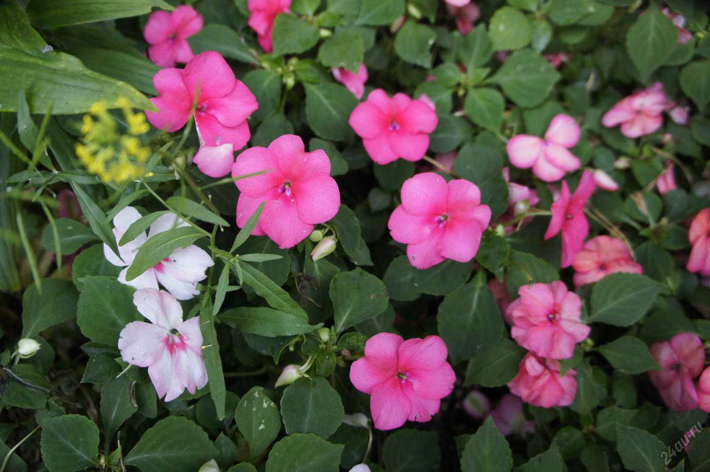 Бальзамин садовый: посадка и уход, фото цветка, выращивание недотроги из семян, а также как сохранить зимой