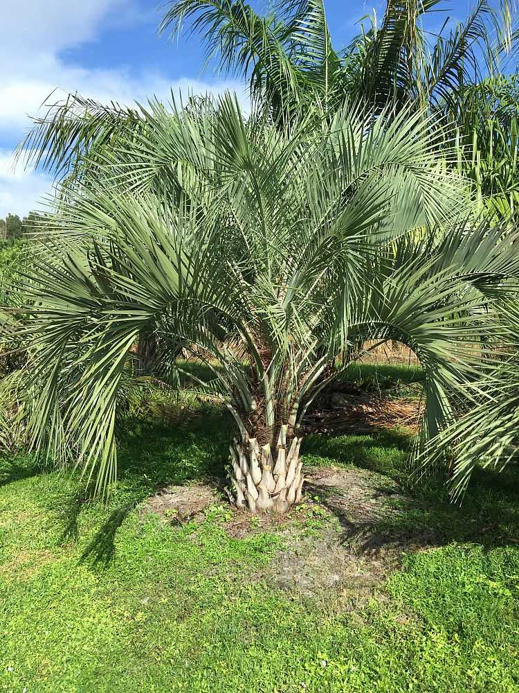 Как пальму можно выращивать в домашних условиях: разновидности, плюсы и минусы