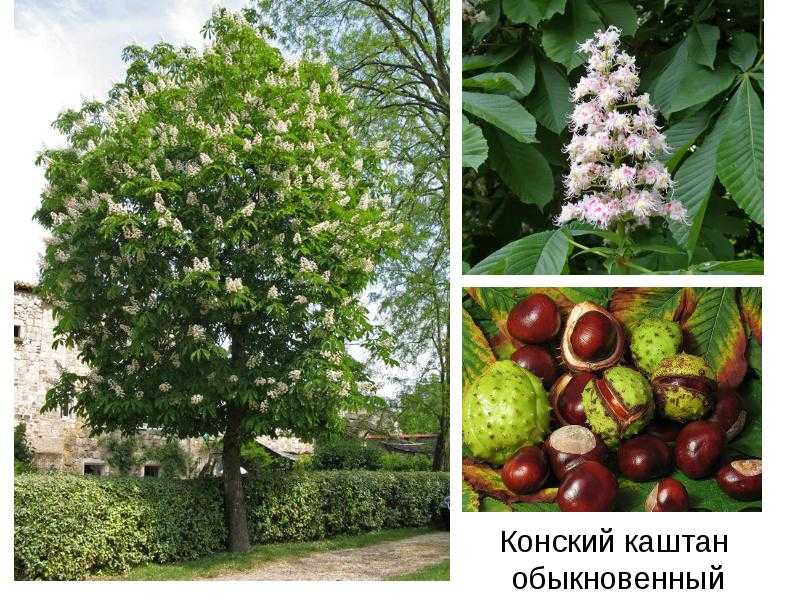 Дерево каштан: описание, особенности выращивания - sadovnikam.ru