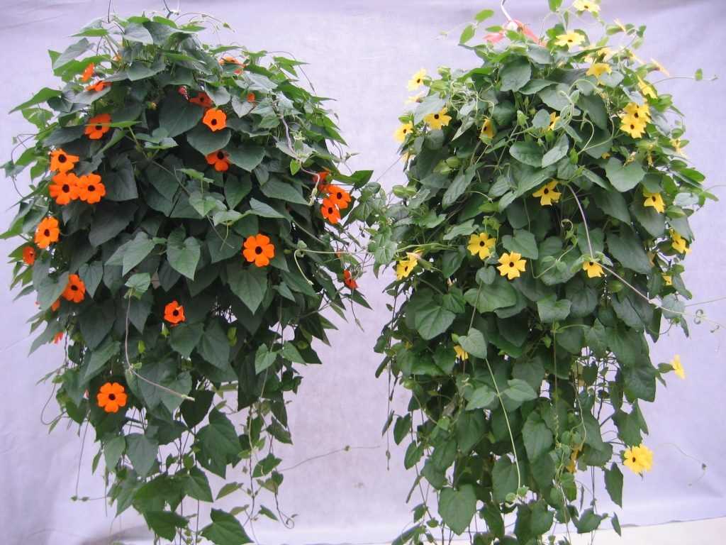 Тунбергия: выращивание и уход, фото цветка и посадка семян selo.guru — интернет портал о сельском хозяйстве