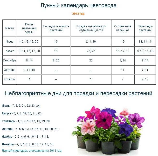Лунный календарь для комнатных растений на сентябрь 2021 года: благоприятные дни