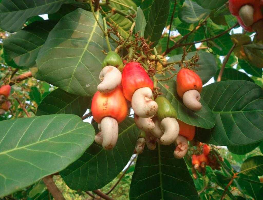 Дерево кешью. фото ореха, как и где растет, как выглядят плоды орехи