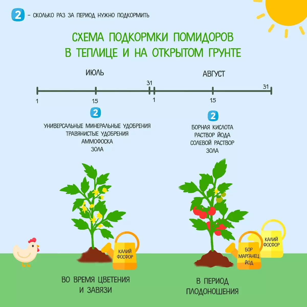 Генеративный или вегетативный тип развития растений на примере выращивания томата