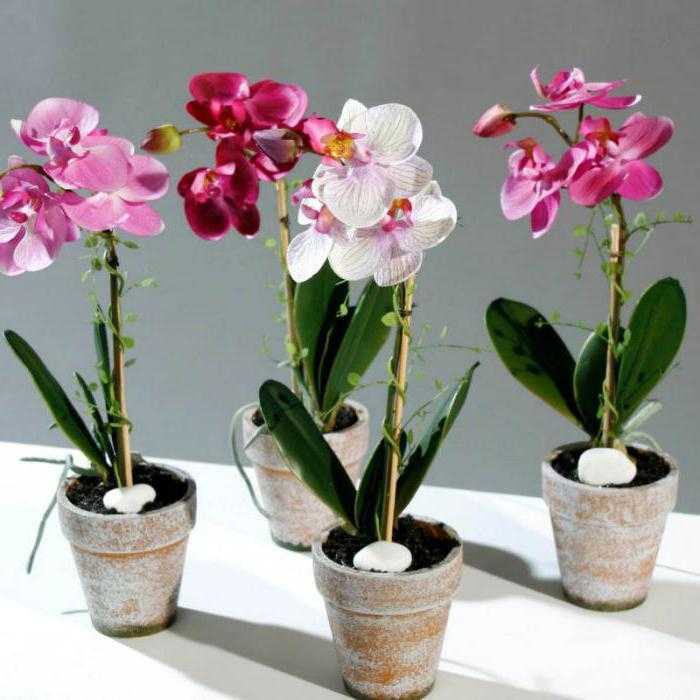 Болезни орхидеи фаленопсис и их лечение: фото, описание и инструкции