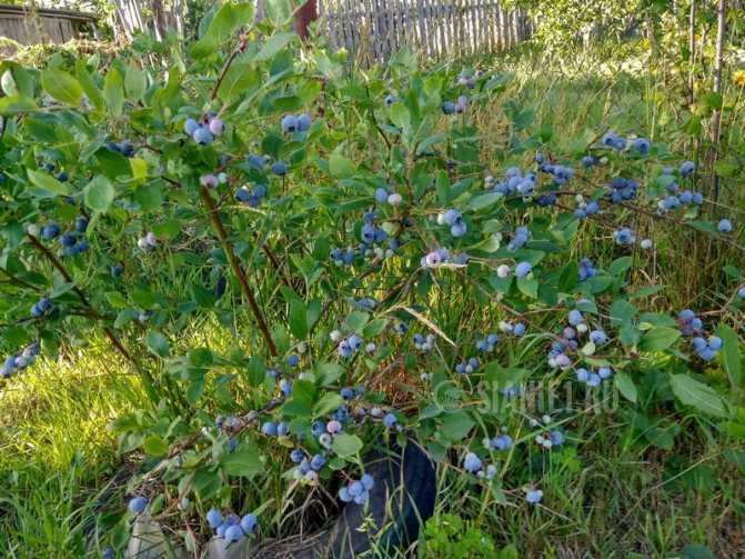 Голубика садовая: посадка и уход в подмосковье, болезни и удобрения сорта, выращивание и размножение, фото