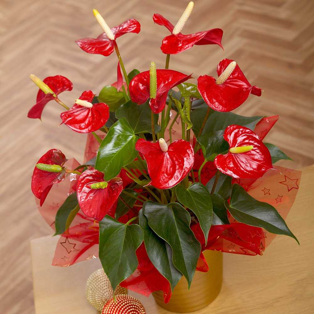 Антуриум - комнатный красавец с ярко-красными цветками