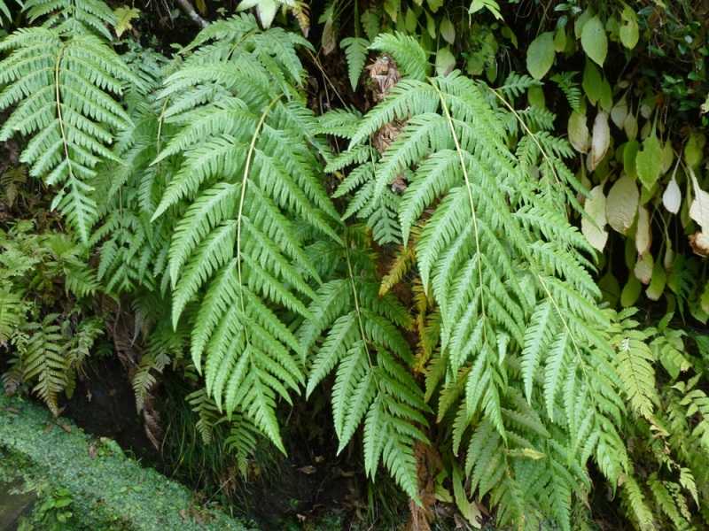 Вудвардия виргинская (woodwardia virginica) — описание, выращивание, фото