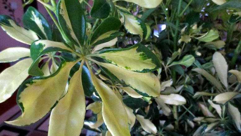 Гептаплеурум — быстрорастущее комнатное растение