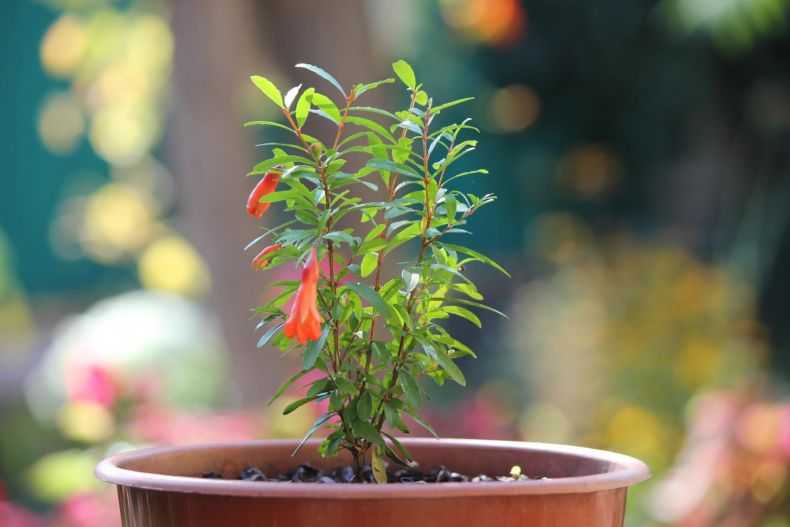Гранат (punica granatum). выращивание и уход в домашних условиях. | floplants. о комнатных растениях