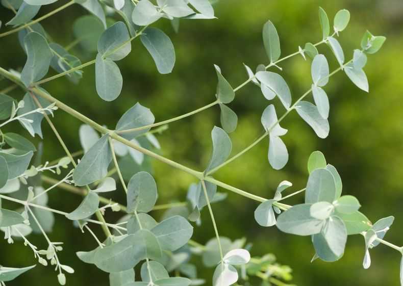 Эвкалипт ганна - eucalyptus gunnii - описание таксона - плантариум