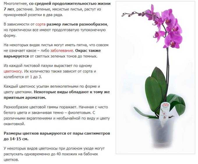 Почему не цветут фаленопсисы, хотя листья растут и долго ли ждать появления цветоноса у орхидеи в домашних условиях?