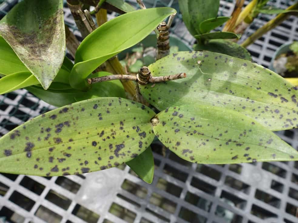 Желтые корни у орхидеи: почему они желтеют и что делать с ними?