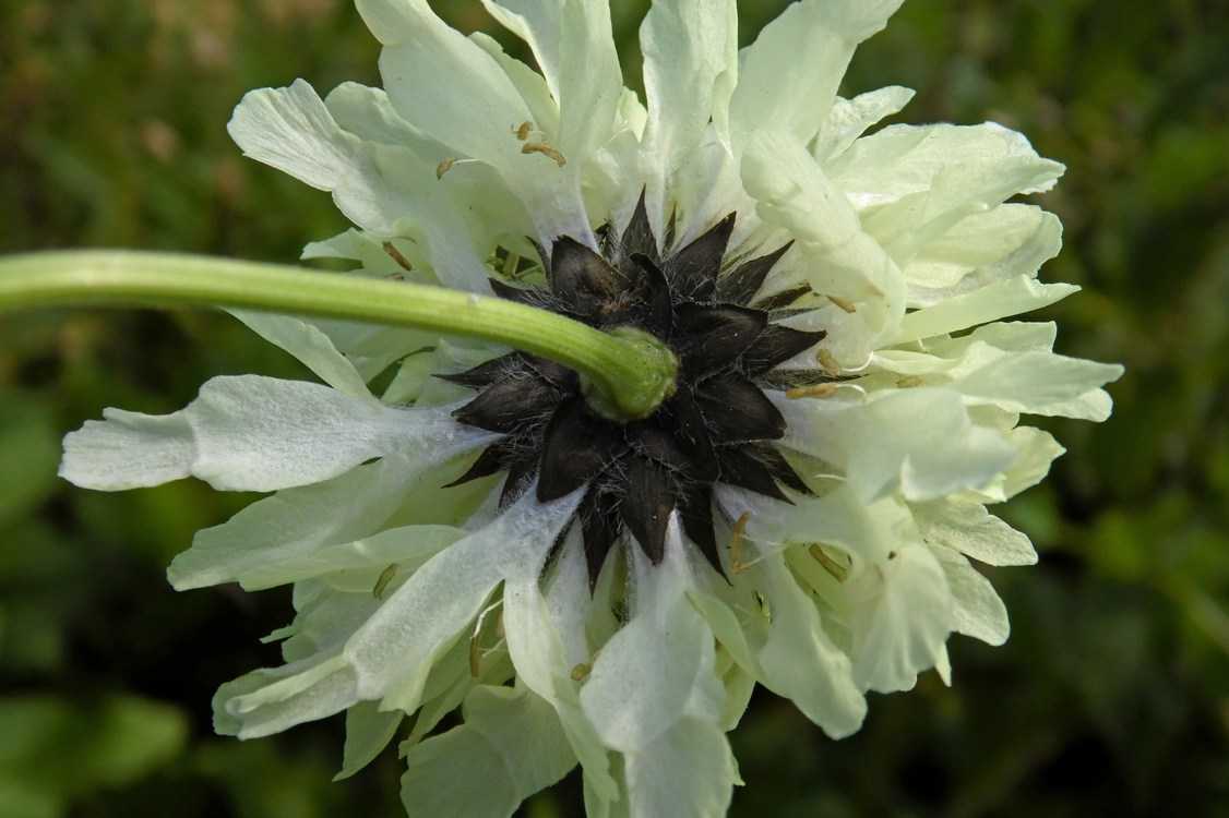 Головчатка - род cephalaria - описание таксона - плантариум