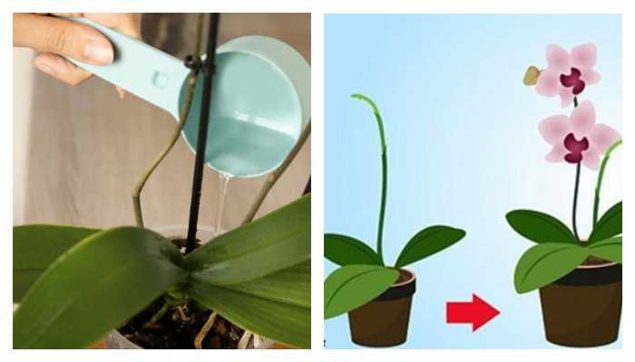 Отцвел фаленопсис, что делать дальше: уход после в домашних условиях за цветоносом орхидеи из точки роста, когда, сколько раз в году и как часто выпускает стрелку?