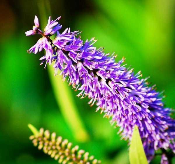 Цветок вероника — фото, виды, описание, разведение и особенности ухода