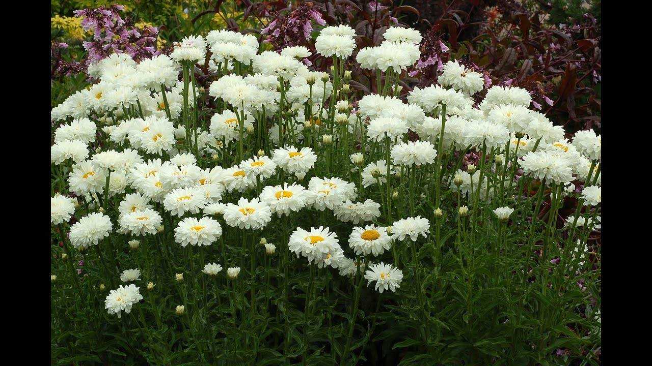 Цветок пиретрум: 15 видов с фото, посадка и уход
