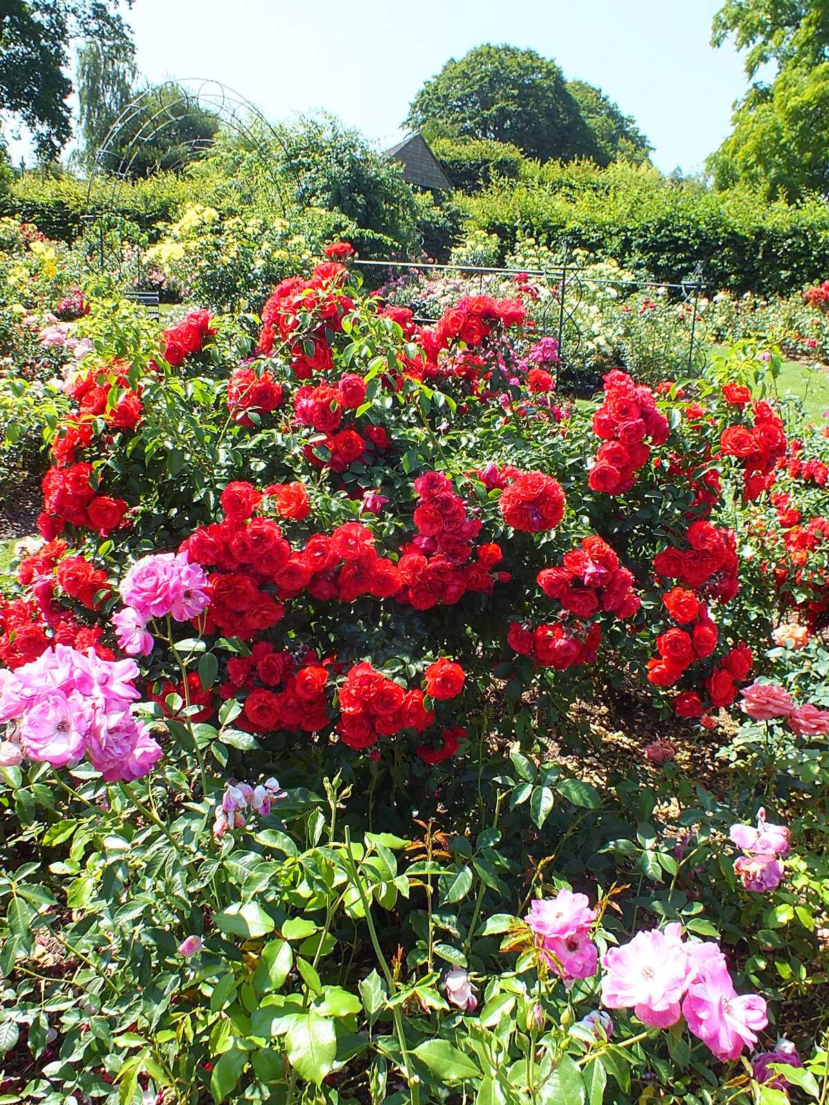 Описание парковых роз: зимостойкие сорта не требующие укрытия, характеристика