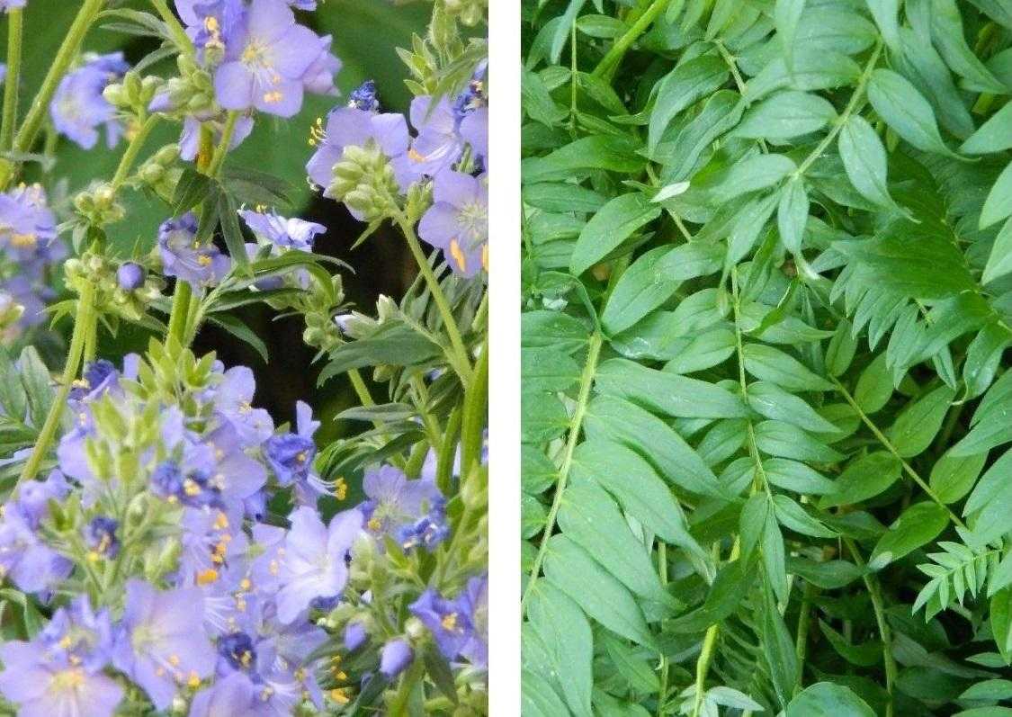 Синюха голубая: посадка и уход, сочетание в ландшафтном дизайне, выращивание и размножение сорта в открытом грунте, фото