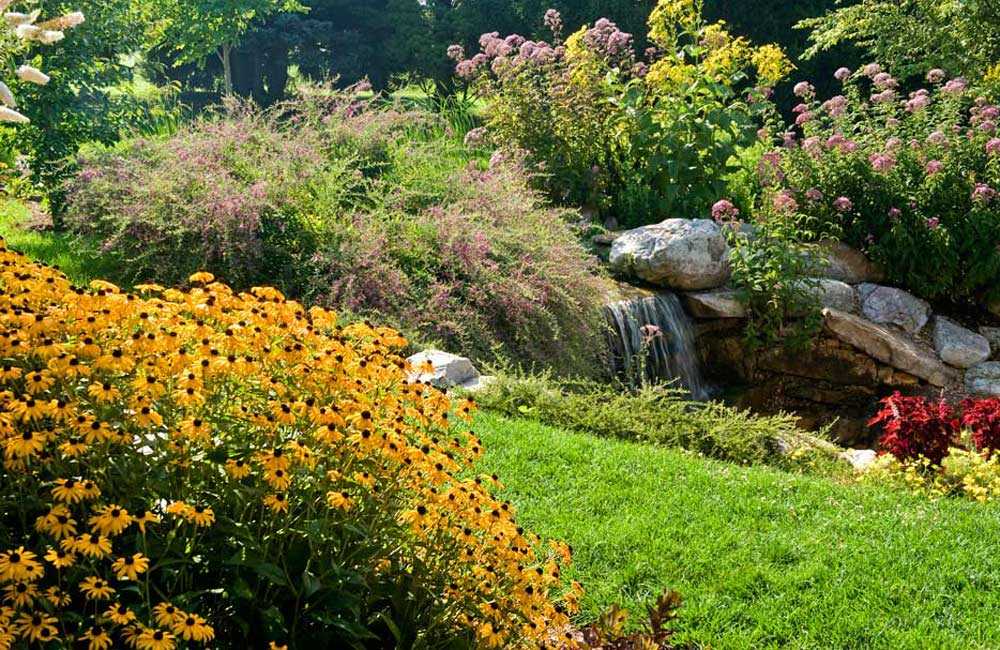 Неприхотливые кусты в саду: выращиваем лапчатку кустарниковую. все об уходе и посадке лапчатки кустарниковой (с фото)