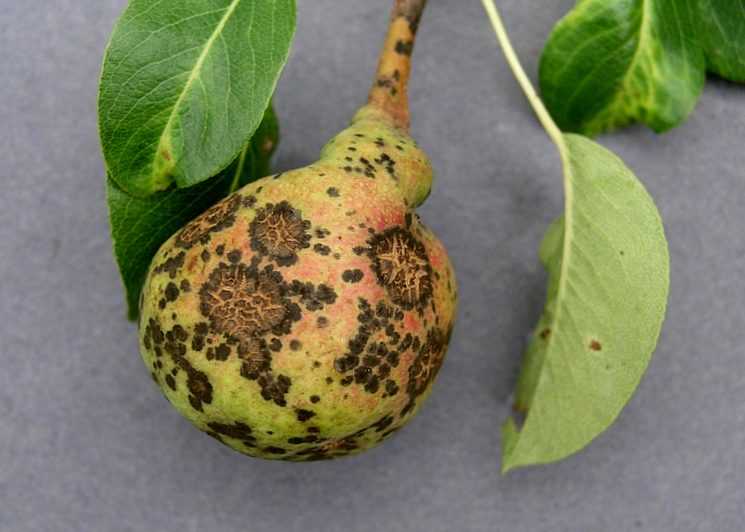 Почему у мандарина чернеют и сохнут листья. причины опадения листьев у комнатного мандарина