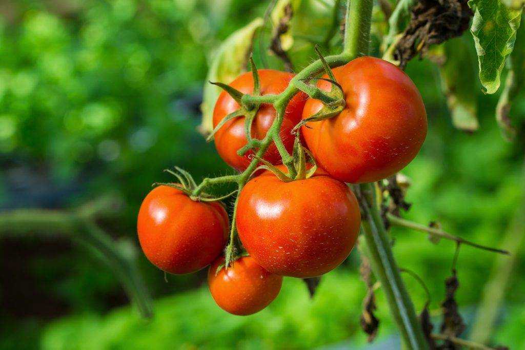 Как выбрать сорта томатов