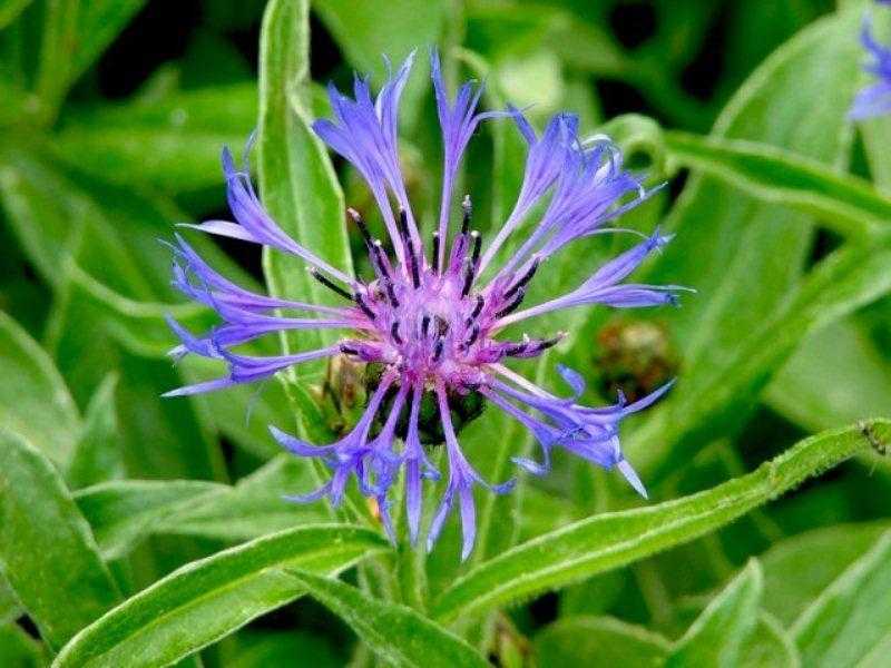 Василек - фото цветка, лечебные свойства растения, описание, выращивание из семян