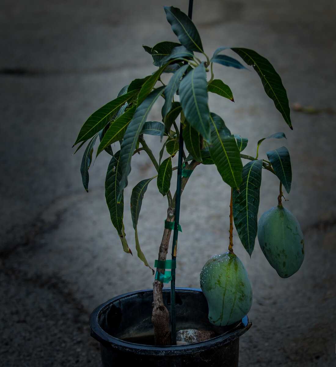 Как вырастить манго в горшке: выращивание манго дома