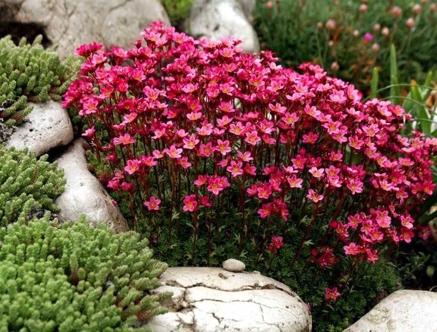 Цветок камнеломка – посадка в открытый грунт, уход, виды с фото, размножение 