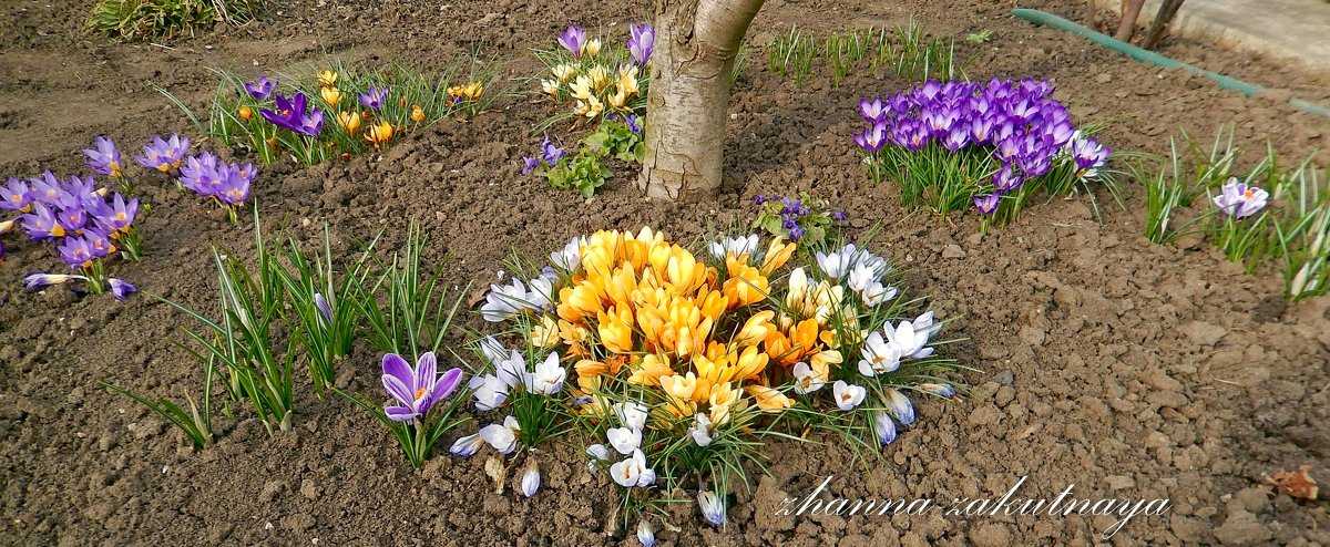 Крокусы — одни из самых красивых первоцветов крокусы: посадка и уход в открытом грунте, сорта с фото и названиями, как размножаются, выращивание