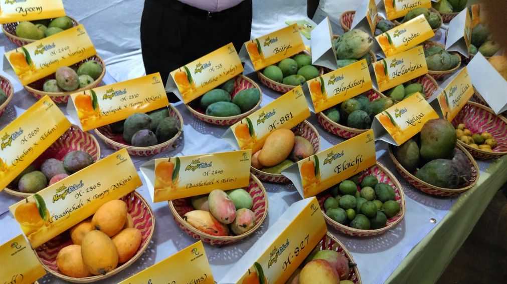 Международный фестиваль манго другие фестивали [ править ] а также примечания [ править ]