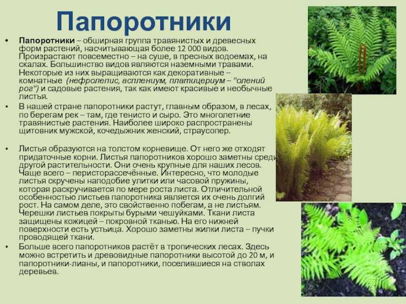 Названия разновидностей папоротников и фото разных видов: какие растения относятся к папоротникам