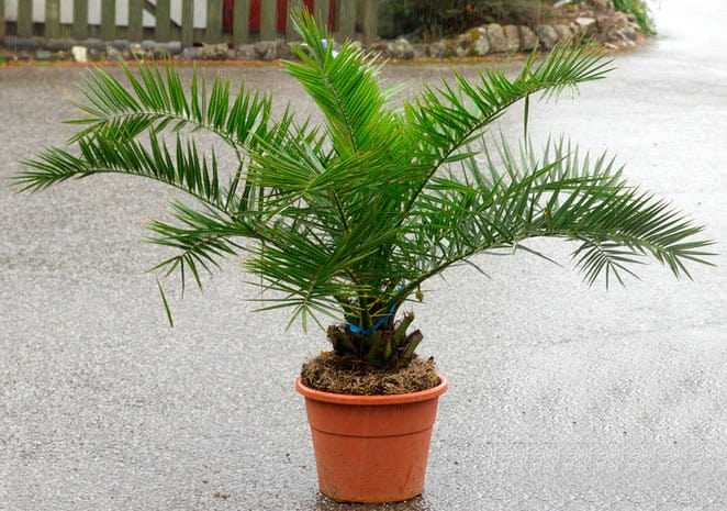 Финиковая пальма из косточки в домашних условиях: как вырастить и ухаживать?