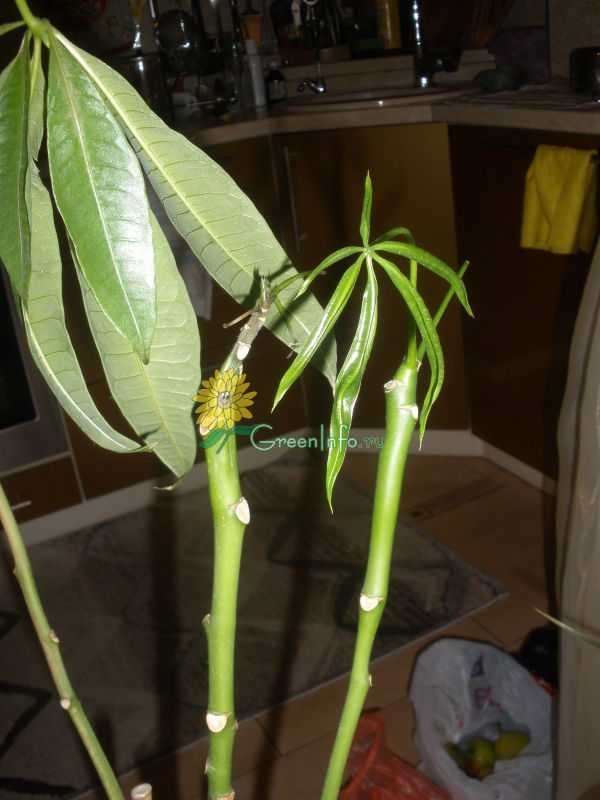 Пахира уход в домашних условиях размножение черенками почему желтеют листья у пахиры