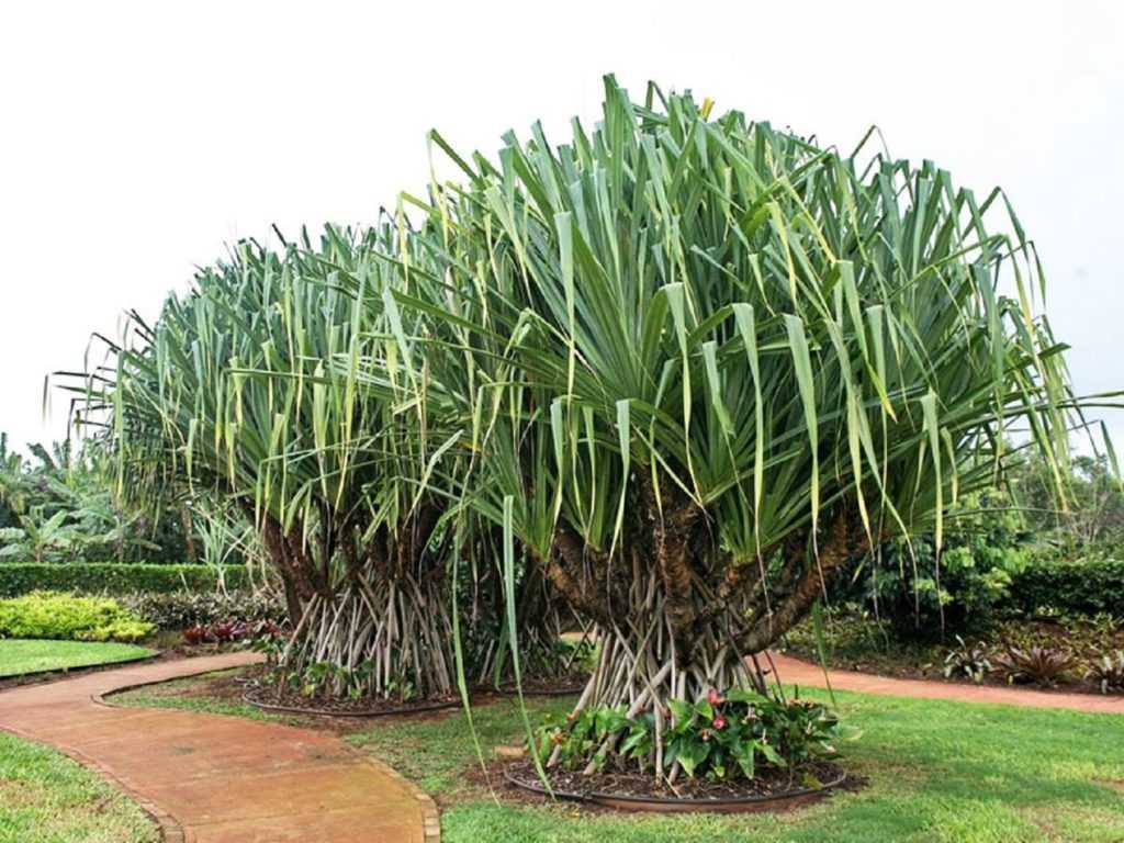 Панданус - советы по содержанию «винтовой пальмы»